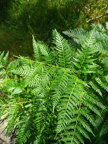 Pteridium esculentum observed 2026-10-27