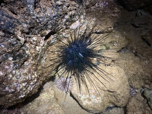 Diadema savignyi, 2026-10-25
