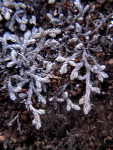 Selaginella observed 2026-10-26