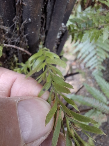 Tmesipteris observed 2026-10-26