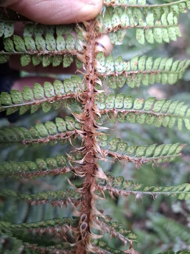Polystichum vestitum observed 2026-10-26