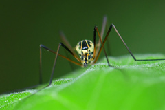 Nephrotoma appendiculata