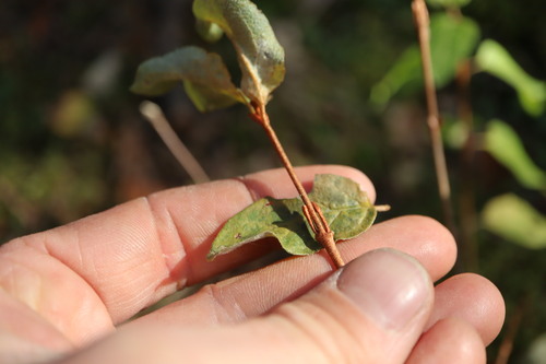 Shepherdia canadensis observed 2026-10-24