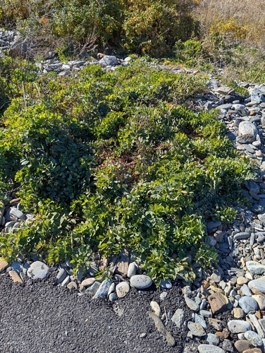 Lathyrus japonicus observed 2026-10-24