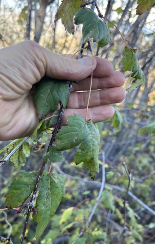 Acer glabrum observed 2026-10-24