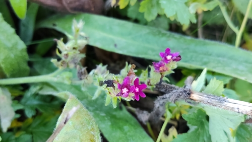 Anchusa, 2026-10-25