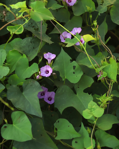 Ipomoea triloba observed 2026-10-26