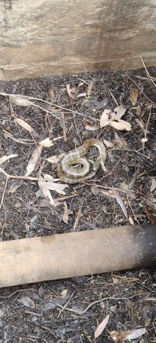 Notechis scutatus, 2026-10-27