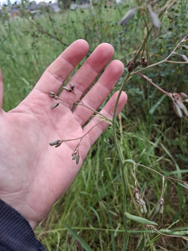 Dianella observed 2026-10-27
