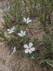 Phlox andicola