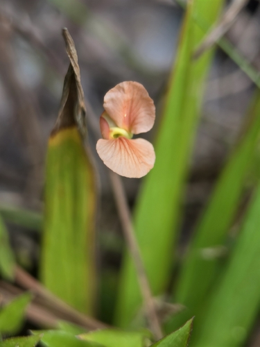 Macroptilium gibbosifolium, 2026-10-23
