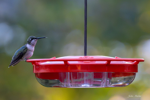 Archilochus colubris observed 2026-10-26