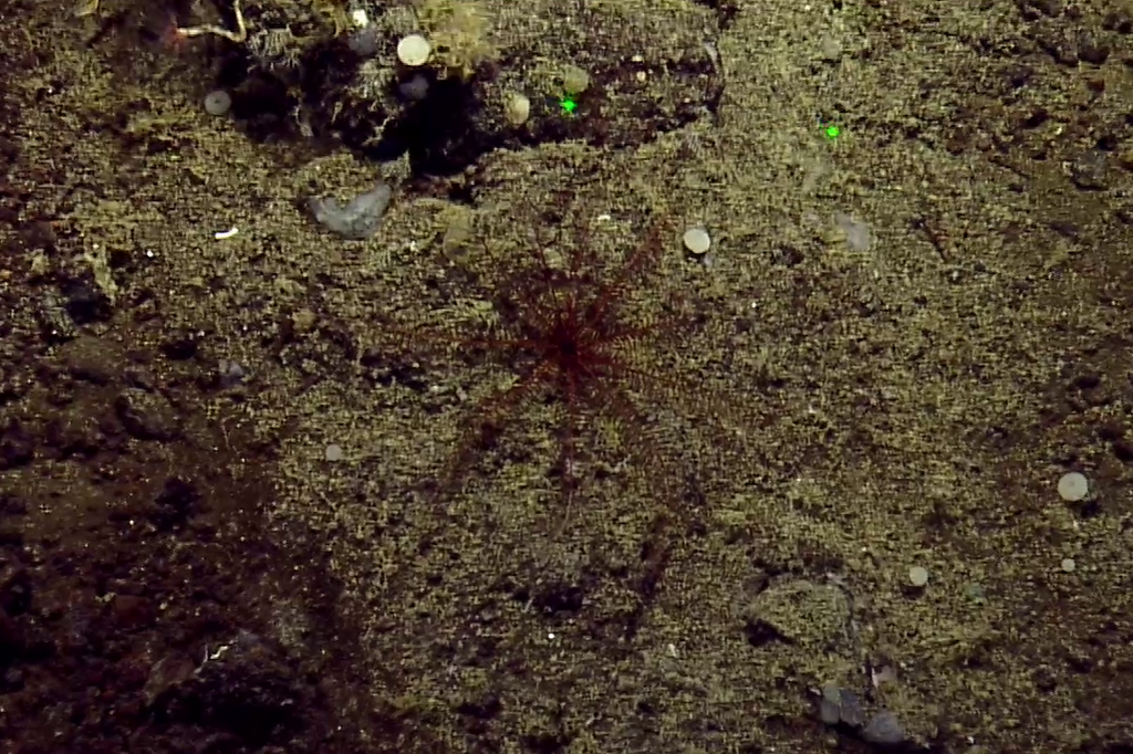 Common Northern Feather Star