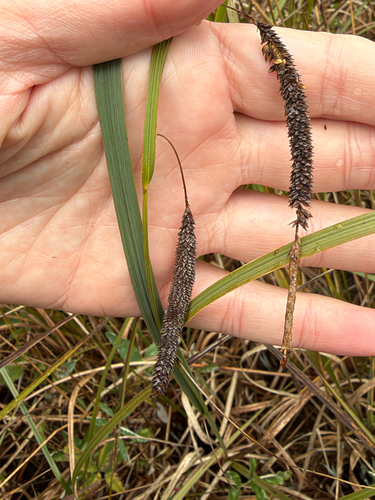 Carex aquatilis observed 2026-10-25