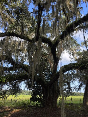 Tillandsia usneoides observed 2026-10-26