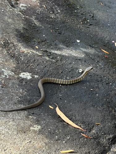 Notechis scutatus, 2026-10-25