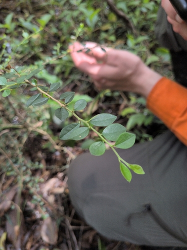 Maclura cochinchinensis observed 2026-10-27