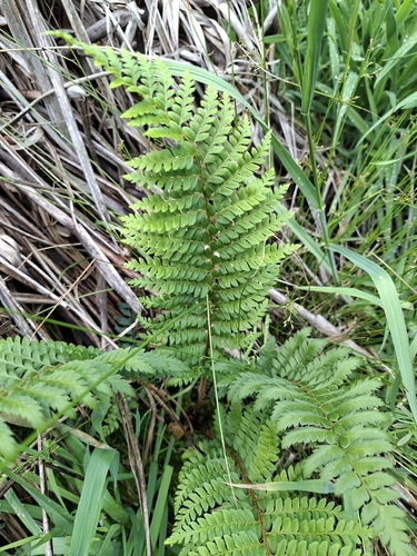 Polystichum aculeatum observed 2026-10-27
