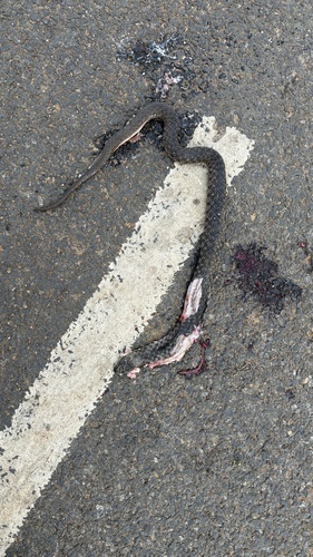 Xenochrophis piscator observed 2026-10-27