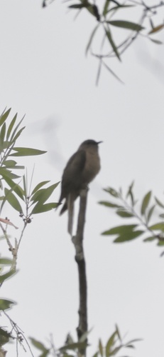 Cacomantis variolosus observed 2026-10-27