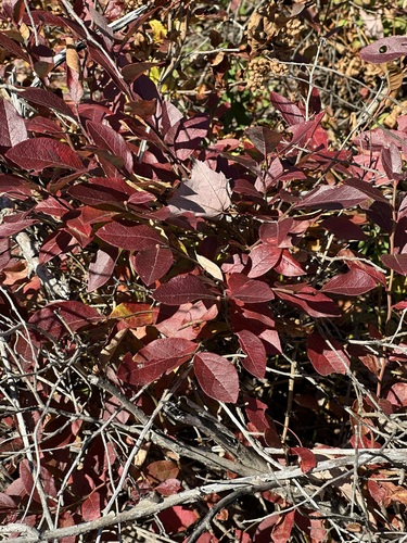 Lyonia ligustrina observed 2026-10-25