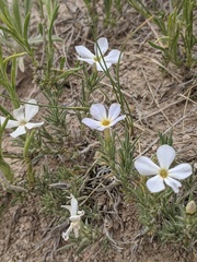 Phlox andicola