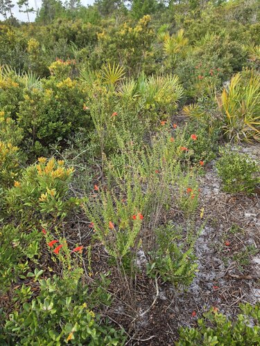 Clinopodium coccineum observed 2026-10-26