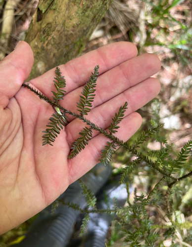 Dacrycarpus dacrydioides observed 2026-10-27