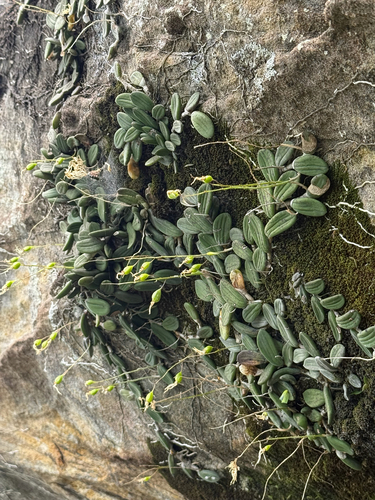 Dendrobium observed 2026-10-27
