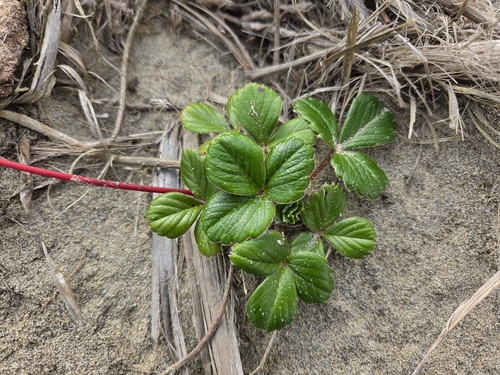 Fragaria chiloensis observed 2026-10-24