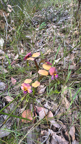 Diuris longifolia, 2026-10-27