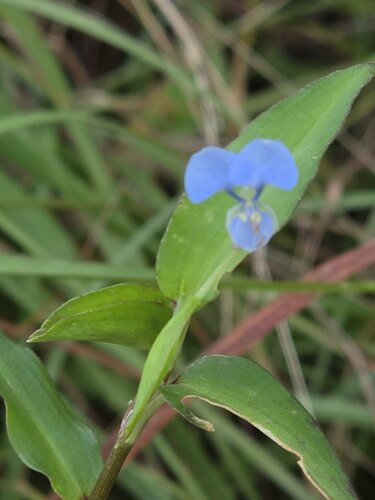 Commelina diffusa observed 2026-10-26