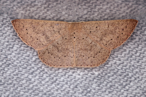 Cyclophora observed 2026-10-27