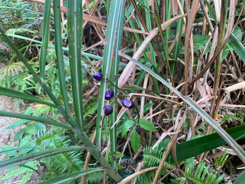 Dianella ensifolia observed 2026-10-25