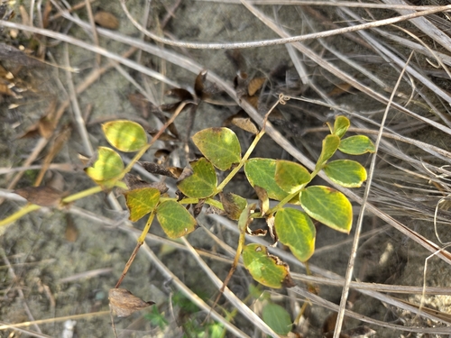 Lathyrus japonicus observed 2026-10-24
