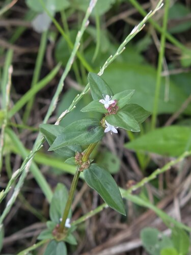Spermacoce remota observed 2026-10-26