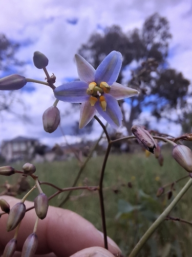 Dianella observed 2026-10-27