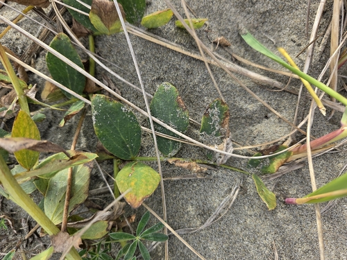 Lathyrus japonicus observed 2026-10-24