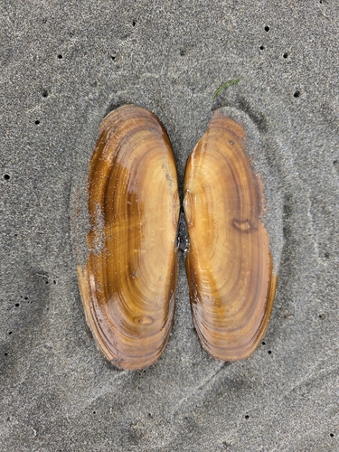 Siliqua patula observed 2026-10-24