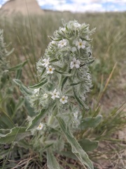 Oreocarya thyrsiflora