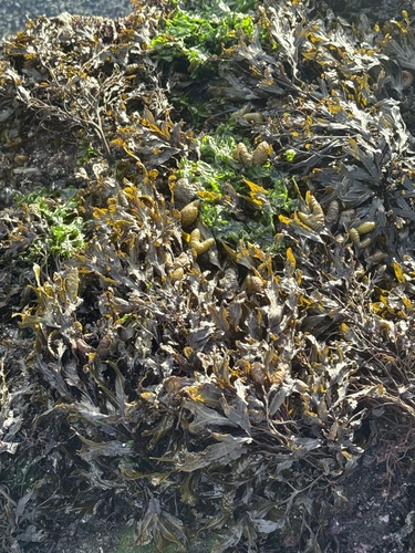 Fucus distichus observed 2026-10-26