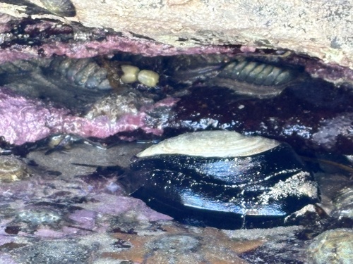 Scutus anatinus observed 2026-10-26