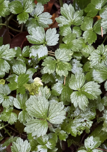 Ranunculus repens observed 2026-10-26