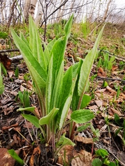 Saussurea pseudotilesii