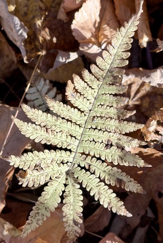 Phegopteris connectilis observed 2026-10-25
