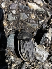 Silpha puncticollis