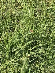 Lycaena phlaeas daimio