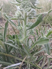 Oreocarya thyrsiflora