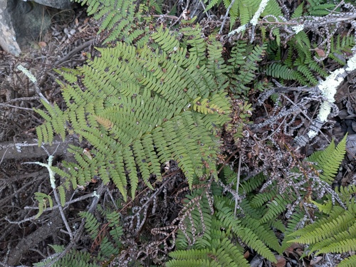 Dryopteris arguta, 2026-10-26