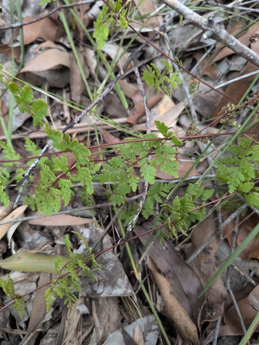 Cheilanthes sieberi observed 2026-10-27